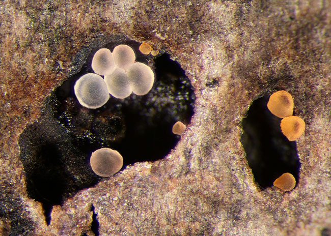 Fruška gora u monografiji gljiva klase Orbiliomycetes